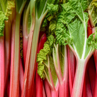 Rhubarbe