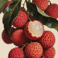 Litchi