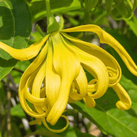 Ylang-ylang
